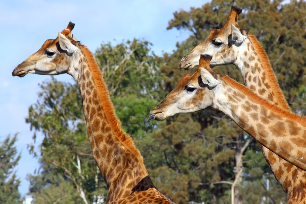 Однодневный отдых -  ДЕНЬ ОТДЫХА В САФАРИ