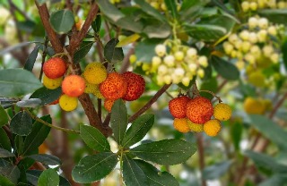 Сезонная экскурсия - АРОМАТЫ ЛЕТА: ОТ САДОВ БАХАИ ДО ФРУКТОВЫХ ДОЛИН - 18/07