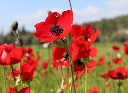 Сезонная экскурсия - ЦВЕТУЩИЙ НЕГЕВ - 7/02